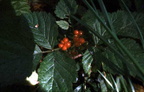 berries1_001.jpg