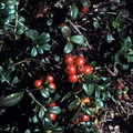 berries2_001.jpg