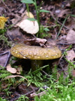 Mushrooms / Grzyby