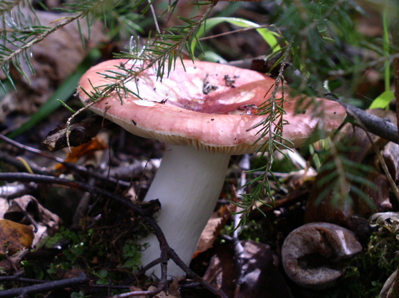 Russula vesca
Palterohapero
