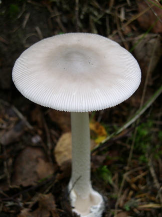 p1010571_001.jpg
